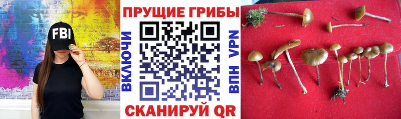 darknet какой сайт Бежецк Галлюциногенные грибы Magic Shrooms даркнет сайт ОМГ ОМГ зеркало
